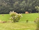 cerf sauvage devant location de chalet