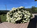 hortensia en fleur devant location de chalet