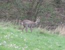 animaux sauvages à côté du chalet